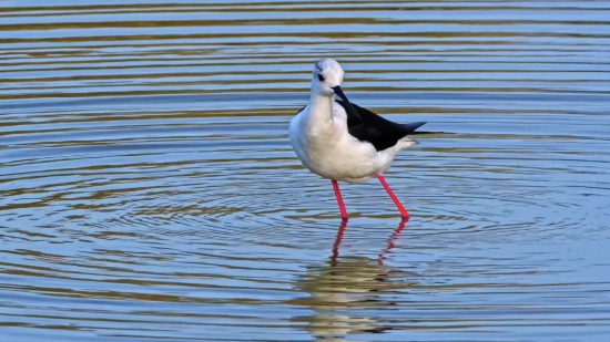 Fire Green Screen Video Free Download, Bird, Gull, Wading Bird, Stork, Aquatic Bird