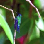 Fire Spark Effect Video Download, Hummingbird, Bird, Wildlife, Animal, Close