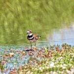 Fireplace Free Stock Video, Shorebird, Ruddy Turnstone, Wading Bird, Bird, Turnstone