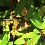 Fireplace Video Background, Tree, Woody Plant, Plant, Vascular Plant, White Mangrove