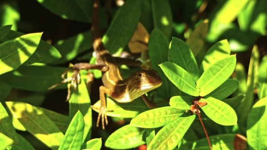 Fireplace Video Background, Tree, Woody Plant, Plant, Vascular Plant, White Mangrove