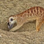 Fireplace Zoom Background Video Free, Mammal, Wildlife, Mongoose, Wild, Fur