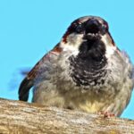 Flag Flying Video Download, Sparrow, Bird, Auk, Seabird, Wildlife