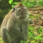 Flag Waving Video Download, Macaque, Monkey, Primate, Wildlife, Wild