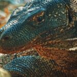 Flame Background Video, Lizard, Reptile, Wildlife, Wild, Eye