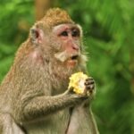 Fliz Movies Download, Macaque, Monkey, Primate, Wildlife, Ape