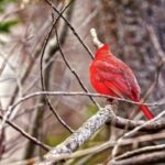 Flower Rain Green Screen Video Download, Bird, Bee Eater, Woodpecker, Parrot, Beak