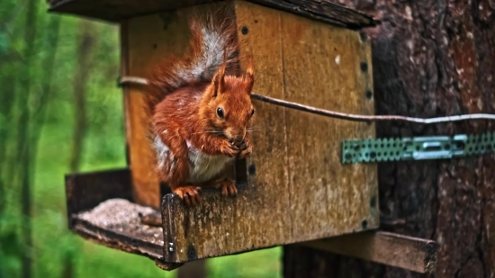 Flower Stock Footage, Mammal, Rodent, Squirrel, Wildlife, Wild