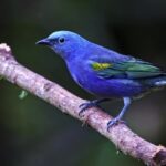 Flying Bird Green Screen Video Download, Indigo Bunting, Bunting, Finch, Bird, Beak