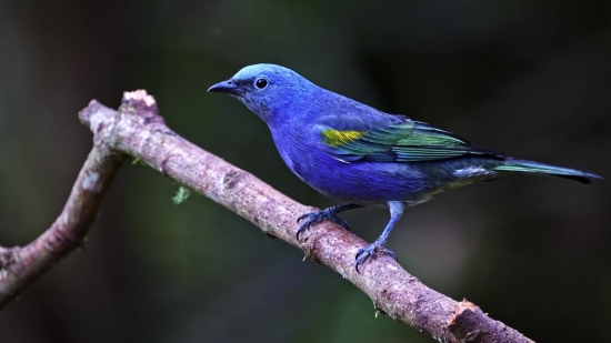 Flying Bird Green Screen Video Download, Indigo Bunting, Bunting, Finch, Bird, Beak