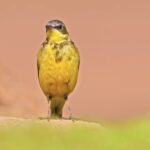 Food Video Clips Free Download, Goldfinch, Finch, Bird, Beak, Warbler