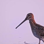 Footage Copyright Free, Shorebird, Bird, Wading Bird, Wildlife, Beak