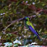 Footage Framepool, Hummingbird, Bird, Wildlife, Animal, Beak