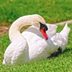 Footage Free Royalty, White Stork, Stork, Bird, Aquatic Bird, Wading Bird