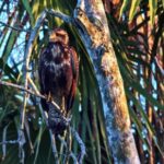 Footage Video Background, Kite, Hawk, Bird, Wildlife, Beak