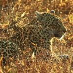 Footage Video Cinematic, Leopard, Fur, Predator, Wildlife, Safari