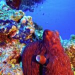 Footage Video Free Hd, Reef, Underwater, Coral, Sea, Fish