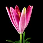 Footages Free, Pink, Tulip, Flower, Petal, Spring