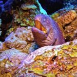 Forest Background Video Effects, Eel, Fish, Underwater, Sea, Reef