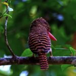 Forest Background Video Effects Hd, Bird, Woodpecker, Parrot, Tree, Wildlife