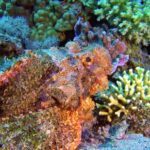 Forest Free Video, Reef, Underwater, Coral, Sea, Fish