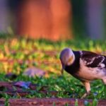 Forest Stock Footage Free, Dove, Bird, Feather, Wildlife, Beak