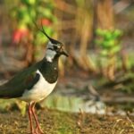 Forest Video Background, Bird, Magpie, Wildlife, Wild, Beak