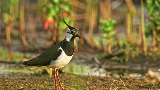 Forest Video Background, Bird, Magpie, Wildlife, Wild, Beak