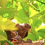 Forest Video Clip Free Download, Nestling, Young Bird, Animal, Young, Wildlife