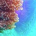 Forest Video Free, Reef, Underwater, Sea, Coral, Fish