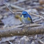 Fortnite Stock Footage, Indigo Bunting, Bunting, Bird, Finch, Wildlife