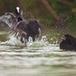 Framepool Footage, Water, Mammal, Beaver, Wildlife, Rodent