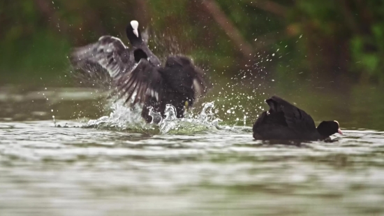 Framepool Footage, Water, Mammal, Beaver, Wildlife, Rodent