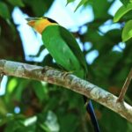 Free 1920×1080 Videos, Bird, Tree, Toucan, Wildlife, Bee Eater