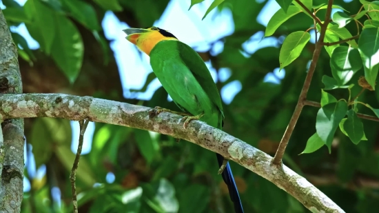 Free 1920×1080 Videos, Bird, Tree, Toucan, Wildlife, Bee Eater