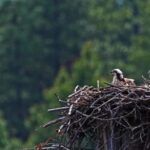 Free 3d Background Video, Bird, White Stork, Stork, Wading Bird, Dove