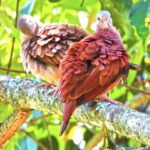 Free 4k Anime Clips, Bird, Cuckoo, Feather, Beak, Wildlife