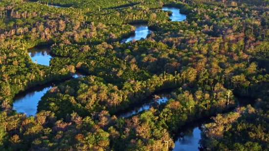 Free 4k Footage, Tree, Landscape, River, Forest, Water