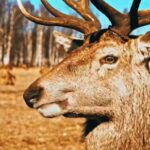 Free 4k Stock Video Footage, Buck, Placental, Mammal, Vertebrate, Deer