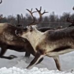 Free 4k Videos, Caribou, Deer, Wildlife, Buck, Wild