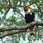 Free Abstract Footage, Bird, Tree, Toucan, Wildlife, Animal