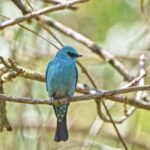 Free Action Stock Footage, Indigo Bunting, Bunting, Finch, Bird, Wildlife