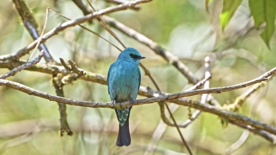 Free Action Stock Footage, Indigo Bunting, Bunting, Finch, Bird, Wildlife