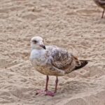 Free Aerial Stock Footage, Gull, Coastal Diving Bird, Bird, Seabird, Feather