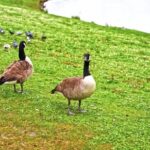 Free Alamy Com Coupons, Goose, Waterfowl, Bird, Aquatic Bird, Wildlife