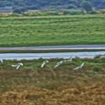 Free Alamy Com Promos 2020, Wading Bird, Grass, Aquatic Bird, Landscape, Field