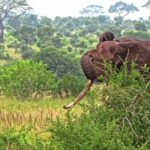 Free Alamy Discount 2020, Landscape, Giraffe, Grass, Mammal, Tree