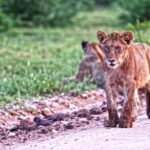 Free Alamy Promo 2020, Lion, Predator, Feline, Cat, Wildlife