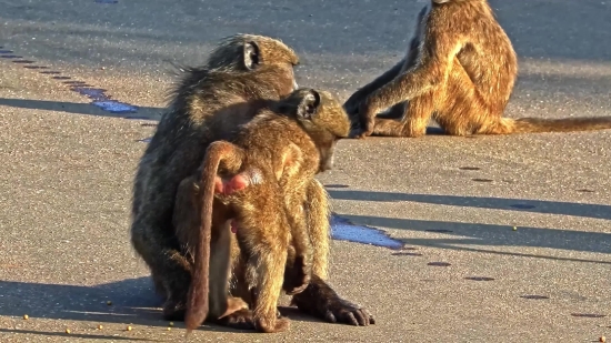 Free Animal Video Footage, Baboon, Monkey, Primate, Wildlife, Mammal