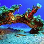 Free Animated Background Video Download, Reef, Underwater, Fish, Sea, Coral